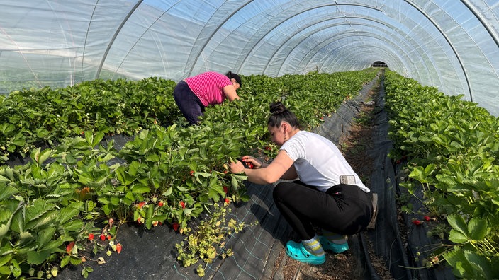 Menschen beim Pflücken von Erdbeeren