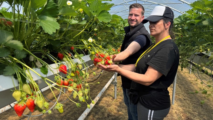 Menschen beim Pflücken von Erdbeeren aus einem Hochbeet