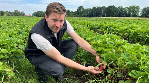 Der Landwirt zeigt traurig seine verfaulte Erdbeer-Ernte.
