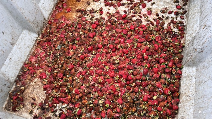Ein Haufen verfaulter Erdbeeren.