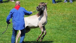 Mann hält Pferd an einem Strick fest