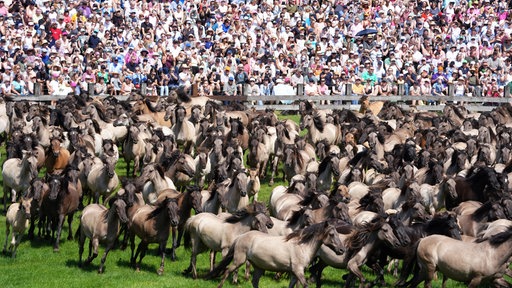 Viele Pferde und Publikum im Hintergrund