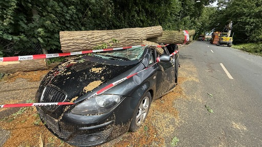 Der Innenraum des Autos wird vom Stamm vollständig eingedrückt.