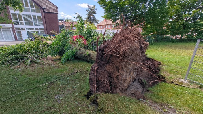 Umgestützer Baum auf einem Grundstück