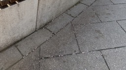 Mehrere pillenartige Gegenstände in Rillen zwischen Betonplatten