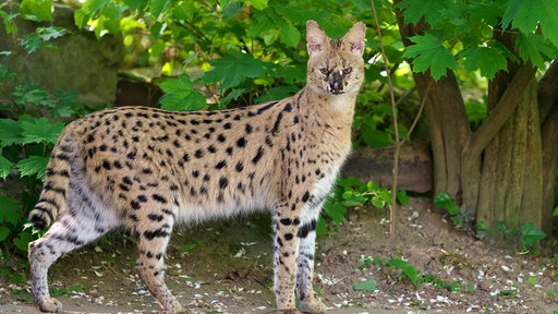 Wildkatze Mia im Gehege des Krefelder Zoos.