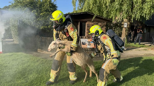 Zwei Feuerwehrleute in Schutzkleidung tragen ein Schaf. Aus der linken Bildseite steigt Rauch auf.
