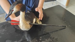 Die Tierärztin hält den Haubentaucher fest. Er steht auf einem Behandlungstisch und hat einen Pfeil quer durch seinen Hals stecken