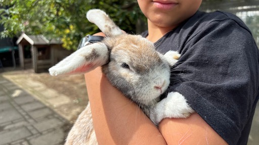 Ein Kaninchen wird von einem Jungen im Arm gehalten