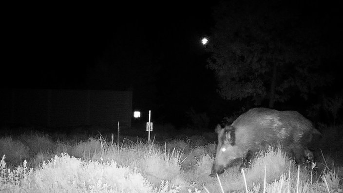 Ein Wildschwein überquert die Brücke in der Nacht. Es ist eine schwarz-weiße Aufnahme einer Wildkamera zu sehen.