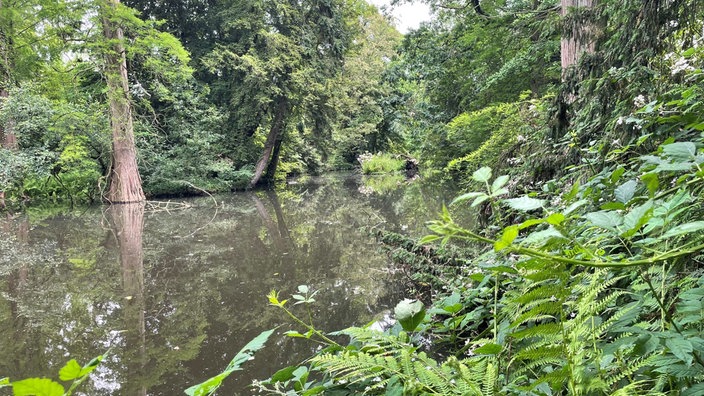 Wildnis und Wasser: Ein Nebenarm des Flüsschens Erft prägt große Teile der Landschaft auf der Museumsinsel Hombroich. Zu sehen ist ein Blick auf den Fluss.