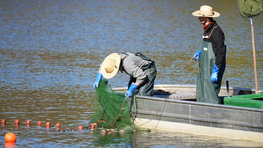 Fischernetze im Aasee werden überprüft