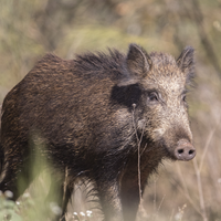 Wildschwein