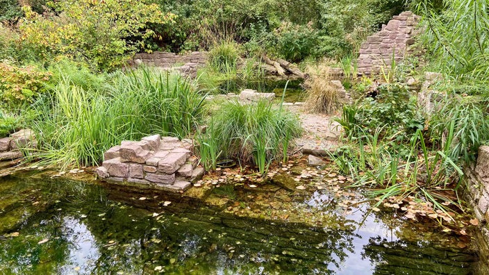 Der Auengarten Urwald