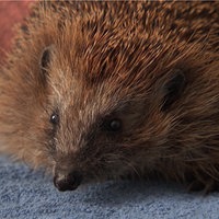 Der Igel Hope 
