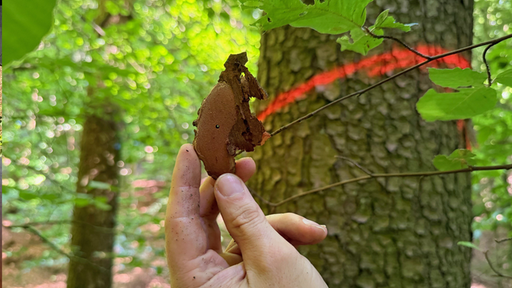 Ein Stück tote Baumrinde 