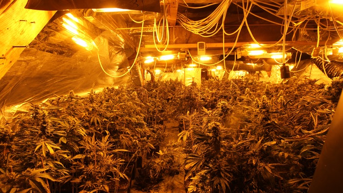 Cannabis Plantage mit Lichtern.