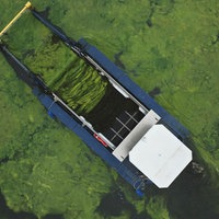 Das Bild zeigt aus der Vogelperspektive ein Mähboot, dass sic durch einen dichten grünen Teppich aus Algen und Wasserpest kämpft. 