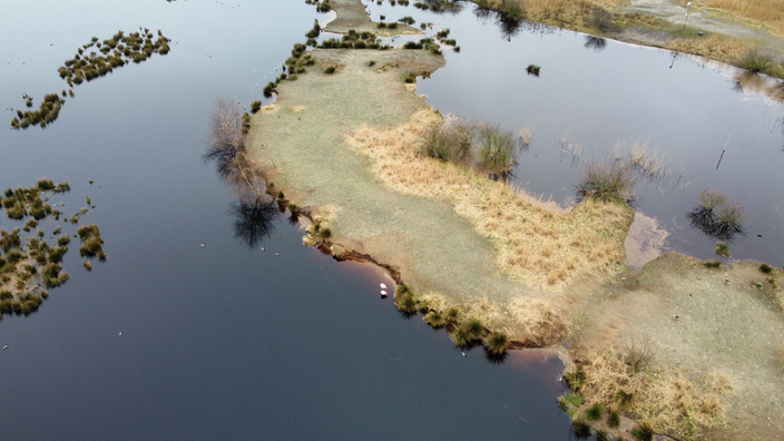 Das Bild zeigt aus der Vogelperspektive die Flamingos im Zwillbrocker Venn