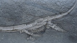 Fossil des Plesiosauriers