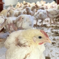 Ein Hähnchen