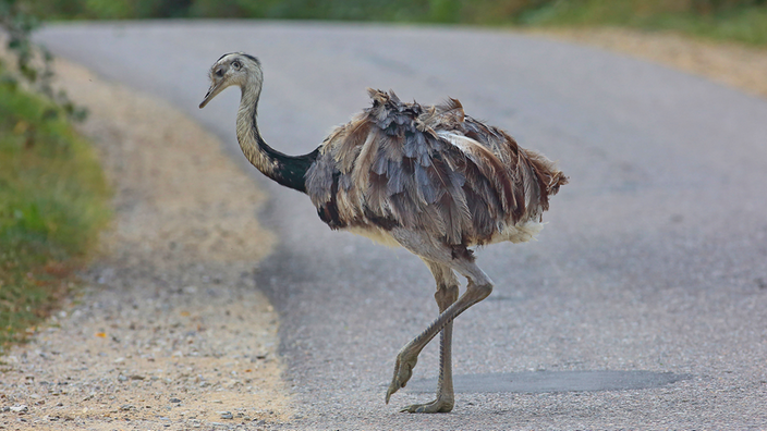 Ein Nandu 