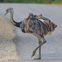 Ein Nandu 