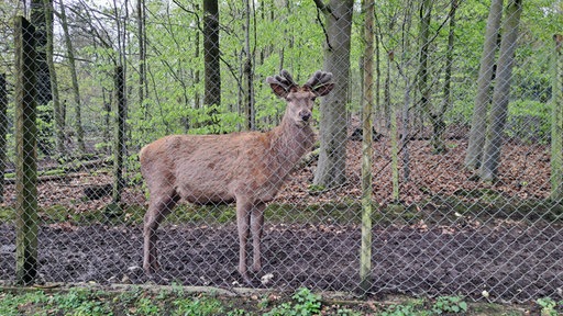 Der ausgebüxte Rothirsch Mike im Bielefelder Tiergehege Olderdissen.