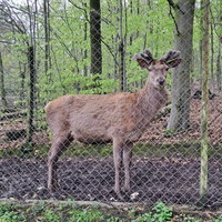 Der ausgebüxte Rothirsch Mike im Bielefelder Tiergehege Olderdissen.