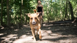 Ein Hund im Wald