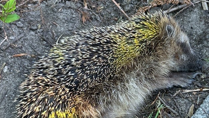 Der gequälte Igel in Schöppingen