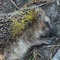 Der gequälte Igel in Schöppingen