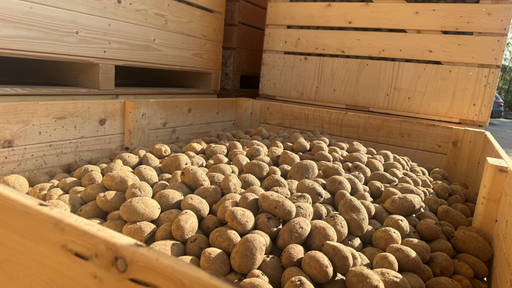 Die geernteten Kartoffeln