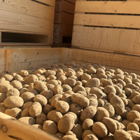Die geernteten Kartoffeln