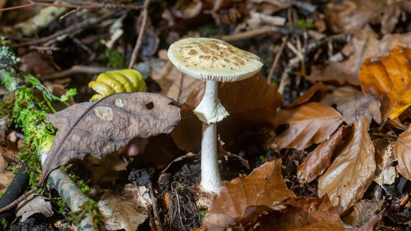 Knollenblätterpilz