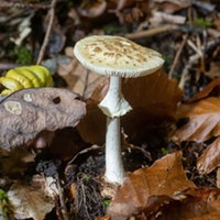 Knollenblätterpilz