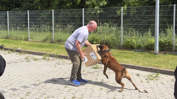 Training einer Angriffssituation mit Hund auf ein Paket
