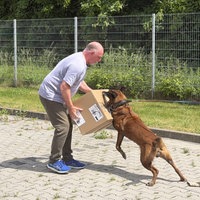Training einer Angriffssituation mit Hund auf ein Paket