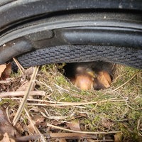 Rotkehlchen-Küken in Motorradhelm geschlüpft