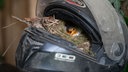 Rotkehlchen nistet im Motorradhelm