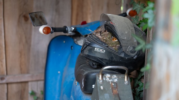 Rotkehlchen im Motrorradhelmnest auf dem Motorrad