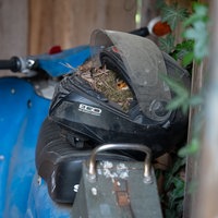 Rotkehlchen im Motrorradhelmnest auf dem Motorrad