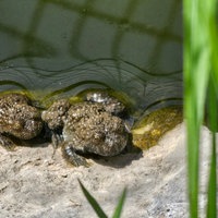 Zwei Gelbbauchunken sonnen sich