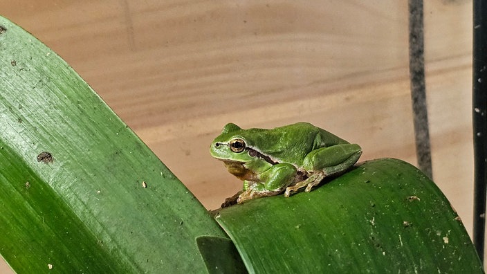 DLaubfrosch sitzt auf einem Blatt