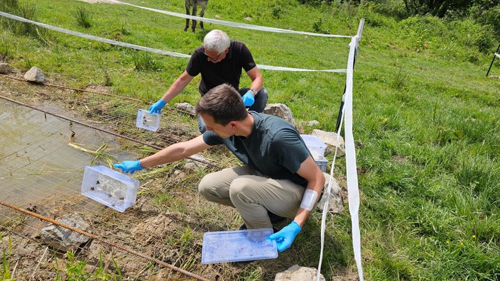 Dennis Wiegard und Frank Grawe von der Landschaftsstation Höxter setzen die Gelbbauchunken in Nieheim frei. Die Tiere lieben solche kleinen, trüben Tümpel