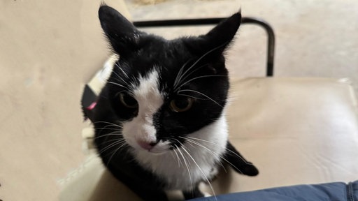 Katze auf Sessel, schaut zur Kamera
