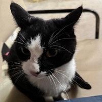 Katze auf Sessel, schaut zur Kamera