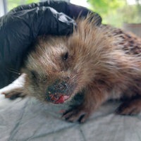 Ein Igel mit verletzter Schnauze wird von einer Hand gehalten und gepflegt