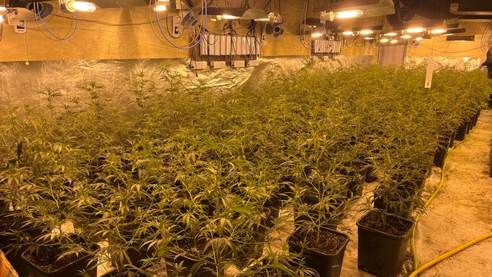 Unter künstlichem Licht werden 400 Cannabispflanzen gezüchtet