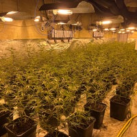 Unter künstlichem Licht werden 400 Cannabispflanzen gezüchtet
